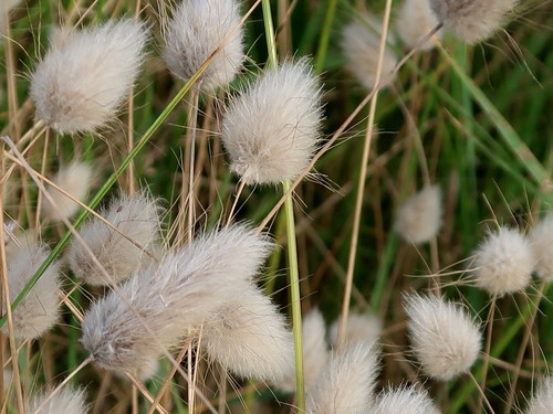 Hare's Tail Grass