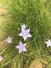 Wahlenbergia undulata