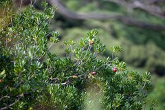 Planchonella novo-zelandica