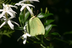 Gonepteryx cleopatra