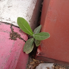 Magnoliopsida