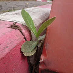 Magnoliopsida