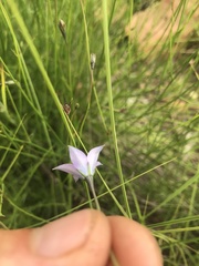Wahlenbergia undulata
