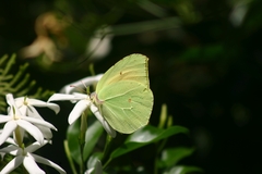 Gonepteryx cleopatra
