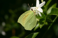 Gonepteryx cleopatra