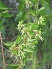 Anchietea frangulifolia