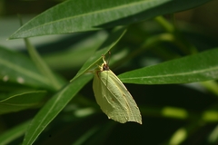 Gonepteryx cleopatra