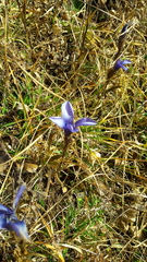 Gentianopsis ciliata ciliata
