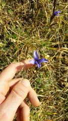 Gentianopsis ciliata ciliata