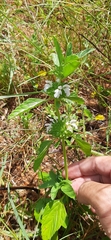 Leucas sexdentata