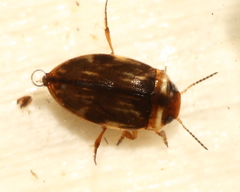 Liodessus affinis