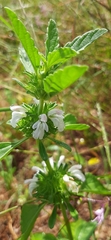 Leucas sexdentata