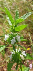 Leucas sexdentata