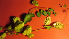 Anchietea frangulifolia