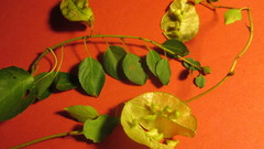 Anchietea frangulifolia