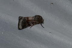 Oligia minuscula