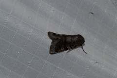 Oligia minuscula