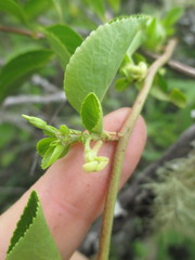 Anchietea frangulifolia