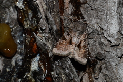 Oligia minuscula