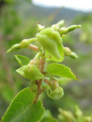Anchietea frangulifolia