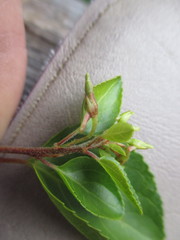 Anchietea frangulifolia