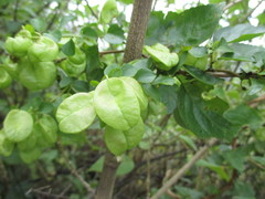 Anchietea frangulifolia