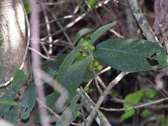Ficus obtusifolia