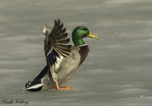 Canard colvert