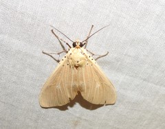 Asota producta