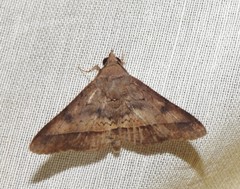 Hypospila bolinoides