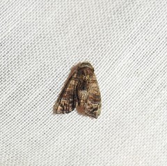 Chlumetia transversa