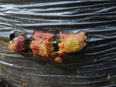 Stemonitis flavogenita