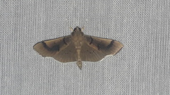 Pilocrocis milvinalis