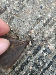 Odontotermes formosanus