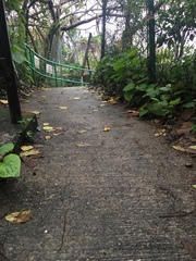 Odontotermes formosanus