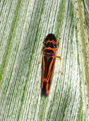 Poeciloscarta