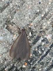 Odontotermes formosanus