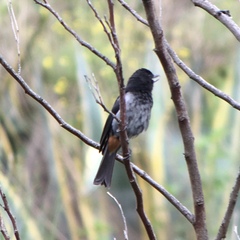 Diglossa carbonaria
