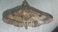 Hypospila