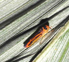 Poeciloscarta