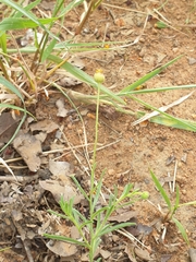 Felicia mossamedensis