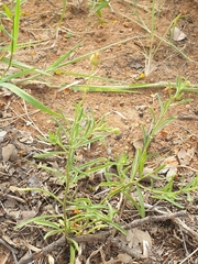 Felicia mossamedensis