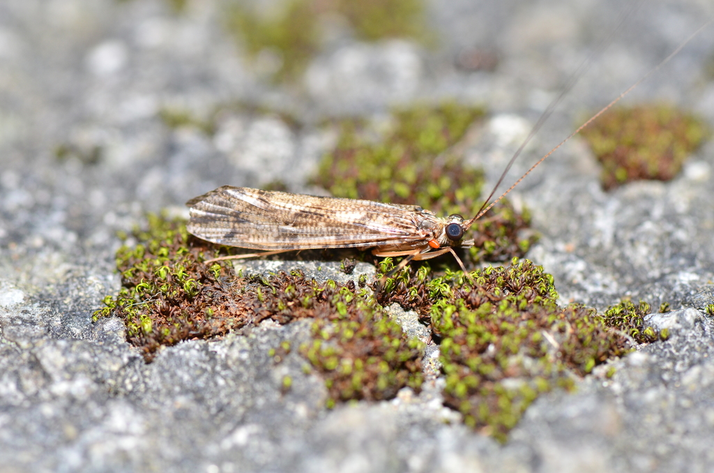 Stenopsyche taiwanensis