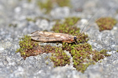 Stenopsyche taiwanensis