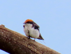 Hirundo smithii smithii