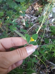 Argyrolobium biebersteinii