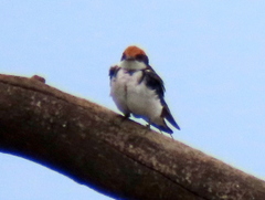 Hirundo smithii smithii