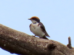 Hirundo smithii smithii