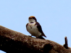 Hirundo smithii smithii