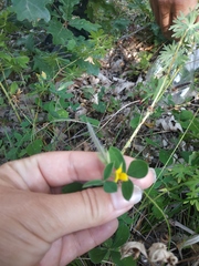 Argyrolobium biebersteinii